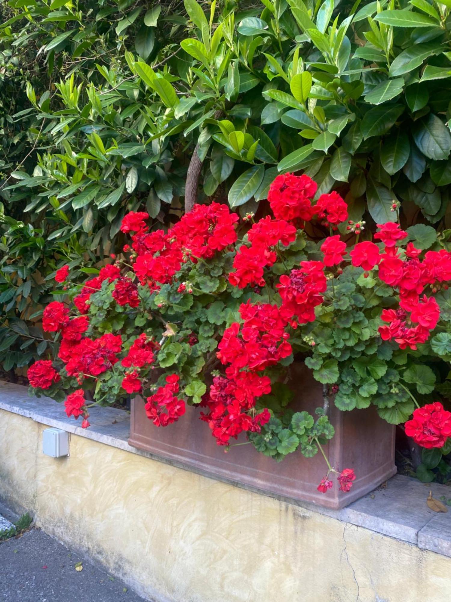 Villa Orsini — Fotos 3
